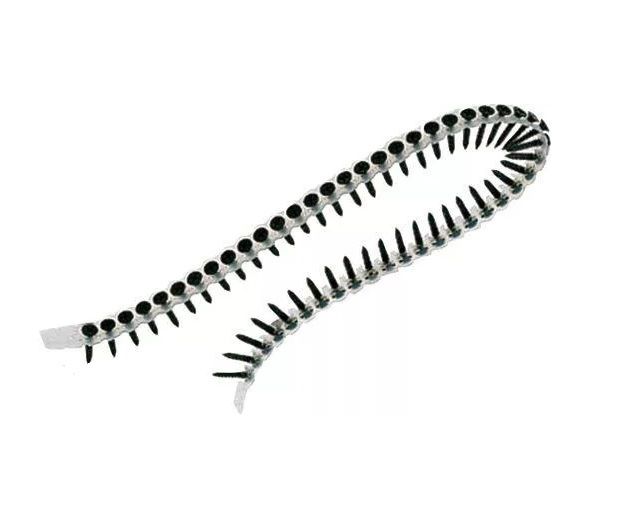 Skrūves lentēs DeWalt DWF4000550; 3,5x55 mm; 1000 gab.